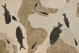 Green River Fossil Fish Mural with Giant Phareodus #295644-13